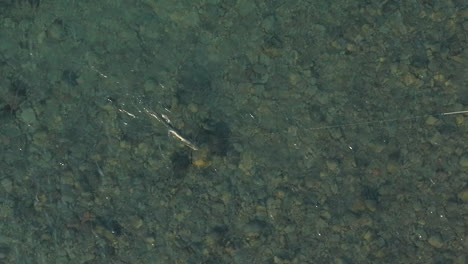 Impresionante-Toma-De-Un-Dron-Mirando-Una-Enorme-Trucha-Marrón-Capturada-En-La-Línea-De-Un-Pescador