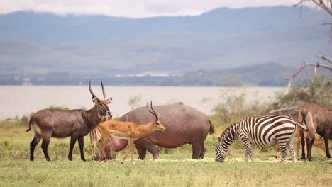 wildlife gathering by the water in crescent island, kenya with zebras, antelopes, and hippos