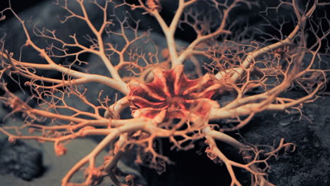 basket star or brittle star are starfish in the euryalida family - isolated close up