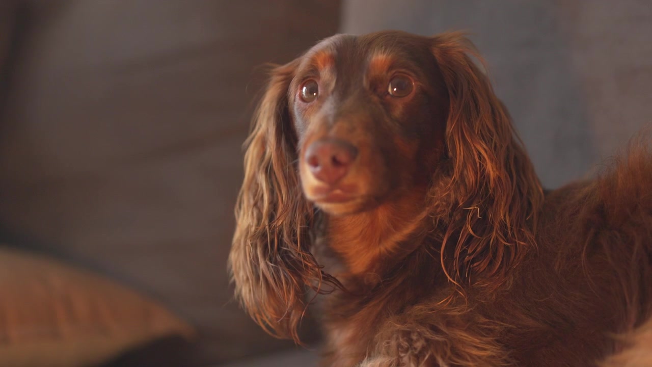 Cute brown dachshund sausage dog relaxing at home