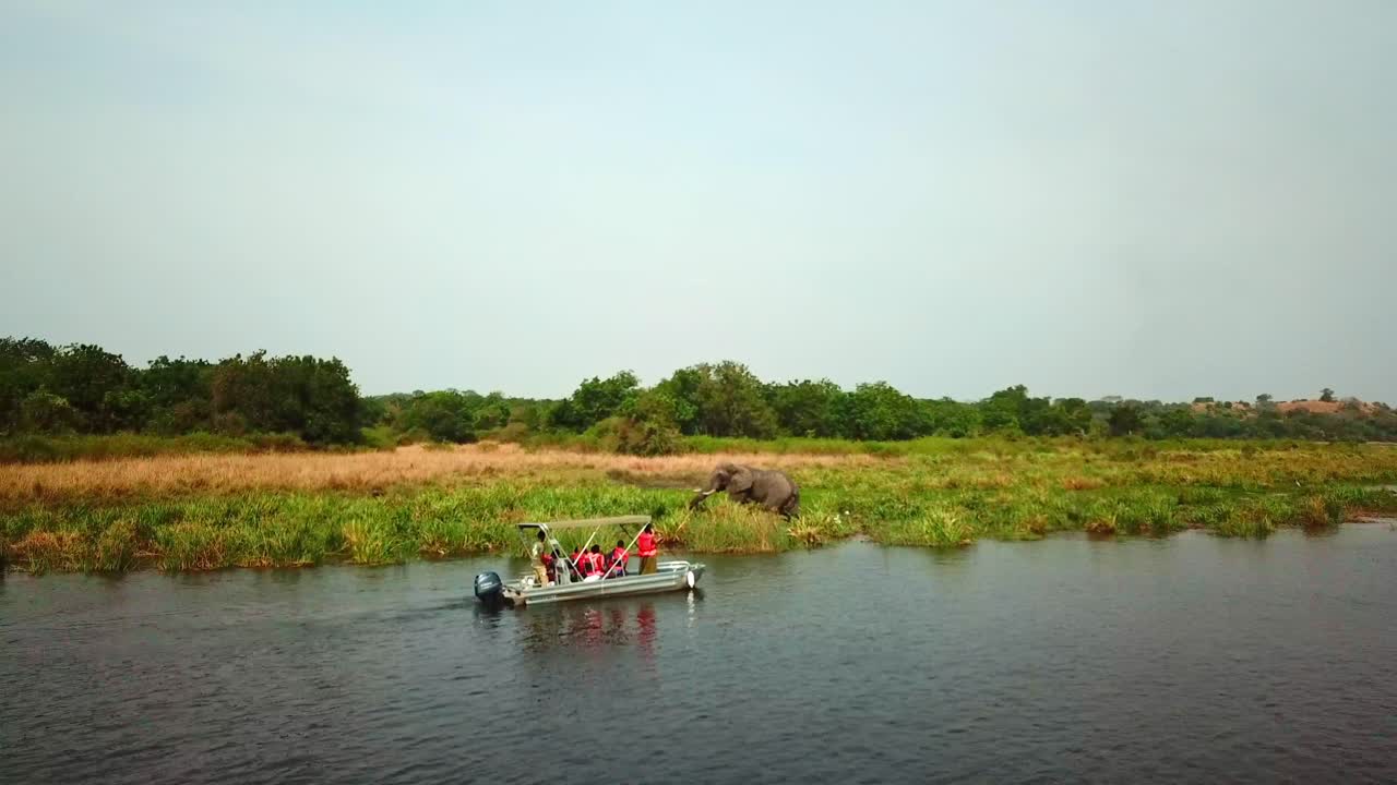 paseo en barco por el río nilo en uganda con elefantes pastando en la ribera cubierta de hierba
