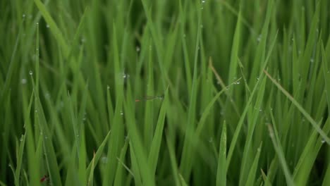 the needle dragonfly or zygoptera is also called damselfly on the leaves of rice