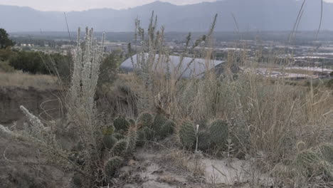 Statisches-Langsames-Zoomen-Aus-Feigenkaktus-Und-Wilder-Vegetation