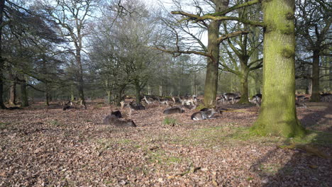 Fallow-deer-grazing-at-Dunham-Massey-a-Georgian-house,-garden-for-all-seasons-and-an-ancient-deer-park,-part-of-the-National-Trust-membership