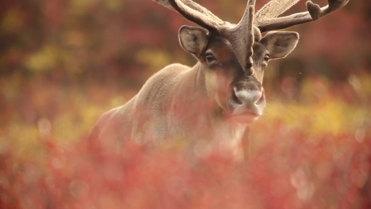 Reindeer in Autumn Landscape