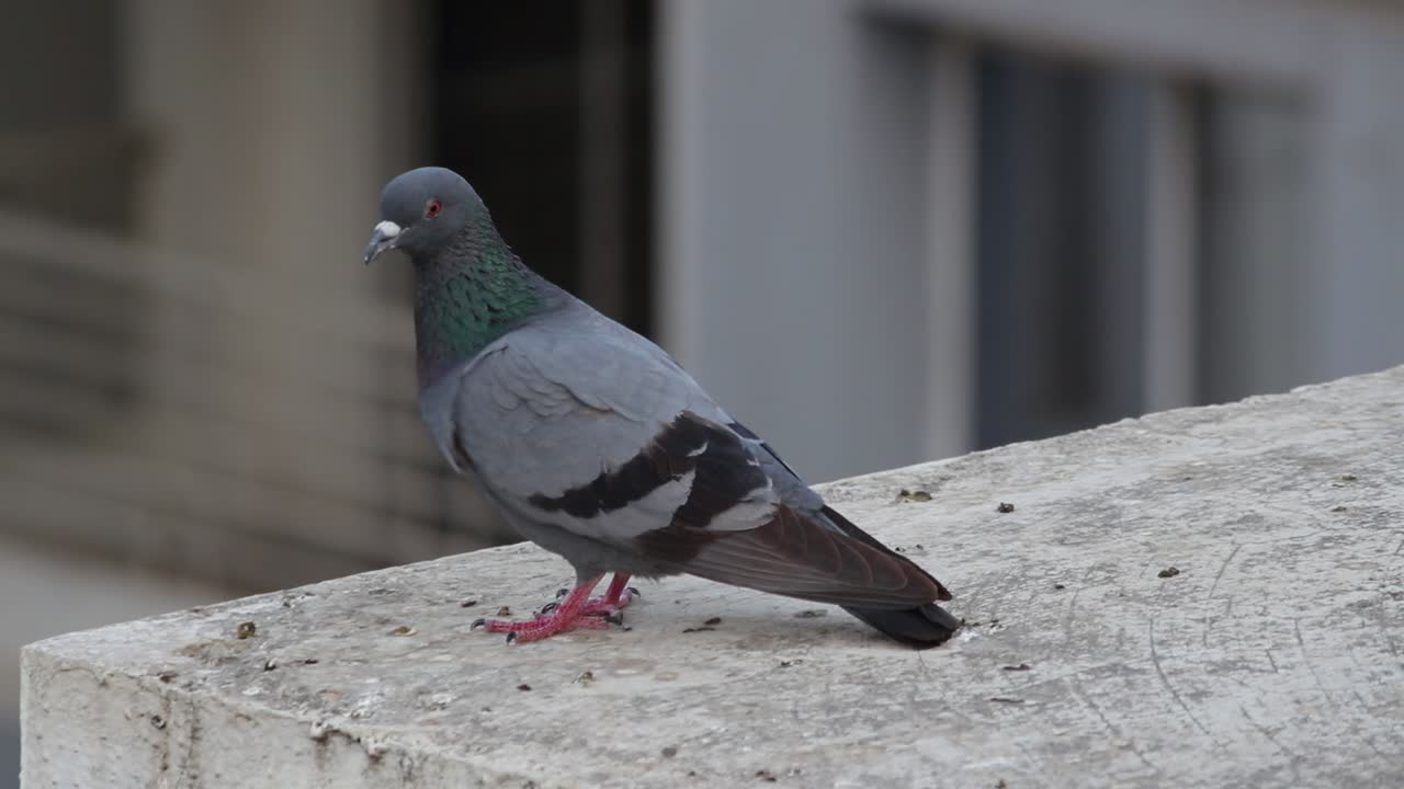 4K close-up view of pigeon perched on urban rooftop, detailed feathers and vibrant neck colors.