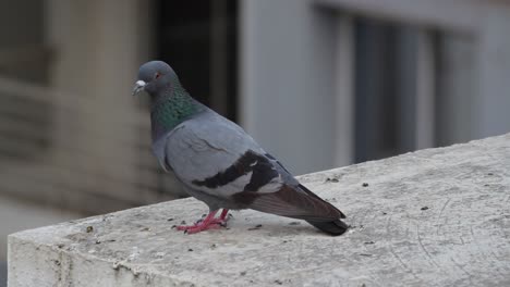 4k close-up view of pigeon perched on urban rooftop, detailed feathers and vibrant neck colors.