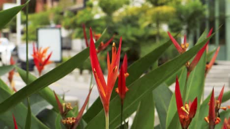 group of red flowers belonging to the heliconia psittacorum plant grown in the green area of a public park with an urban backgorund in panama city during a sunny summer day