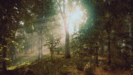 sunlight streaming through trees in a serene forest during early morning
