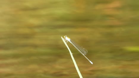 dragonfly  in pond area waiting for pry