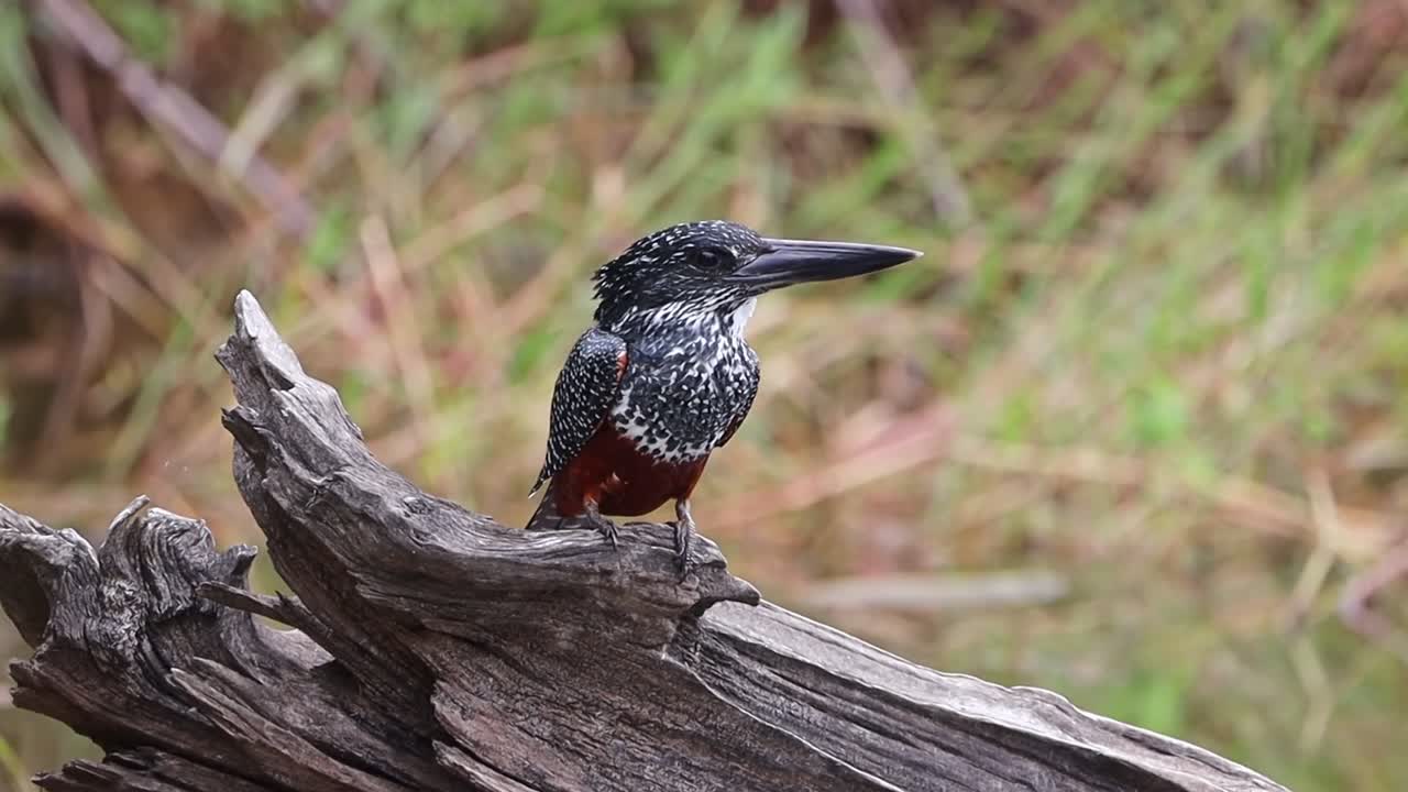 Female giant kingfisher perched on tree log with chestnut underparts, telephoto