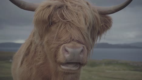 portrait of beautiful highland brown cow in scotland uk. calm hairy animal standing calm, curious and ruminating