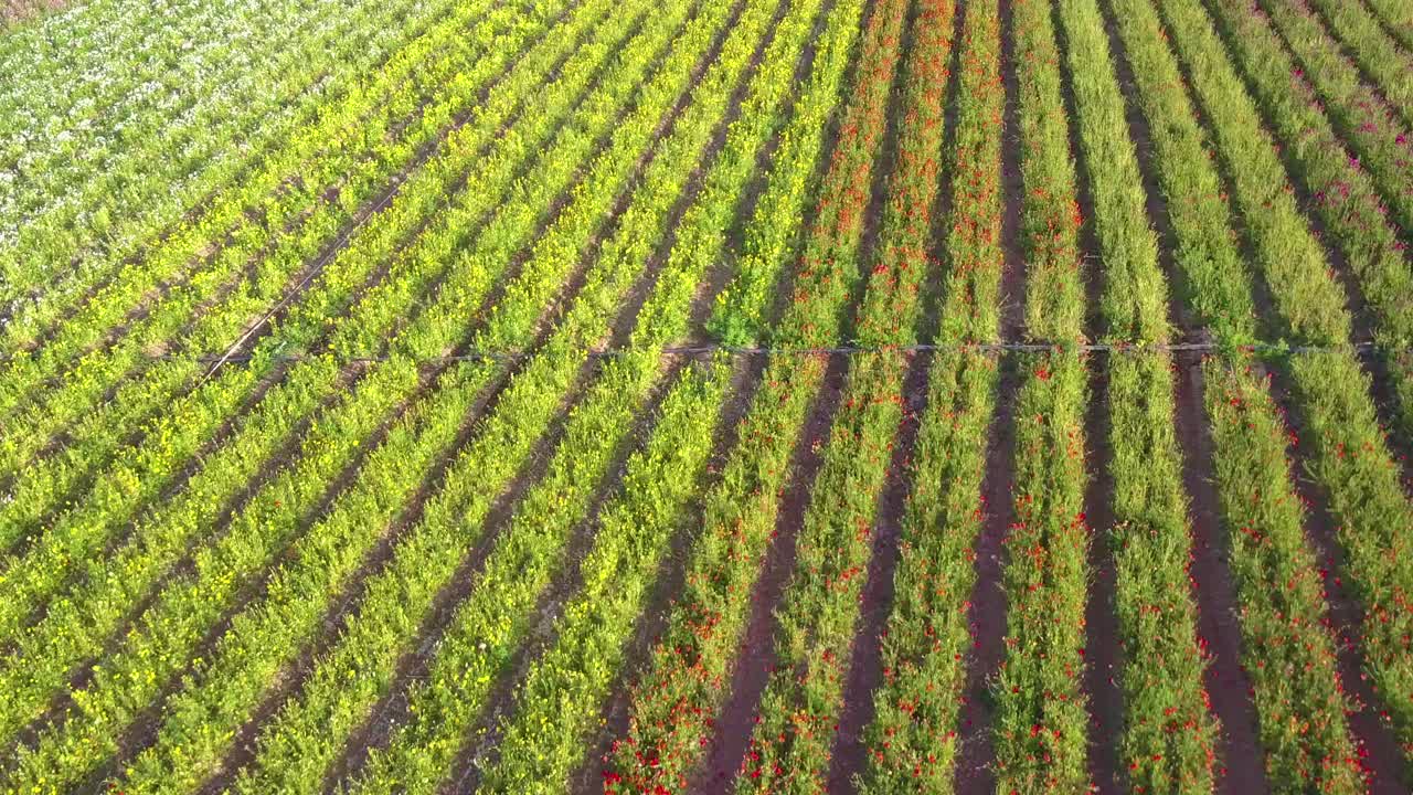 una antena baja y rápida revela interminables campos de coloridas flores comerciales