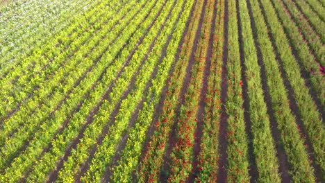 Una-Antena-Rápida-Baja-Revela-Campos-Interminables-De-Coloridas-Flores-Comerciales