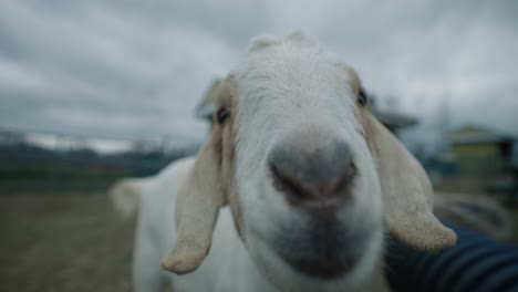 closeup of boer goat's nose touching the camera in coaticook farm in quebec, canada - slow motion