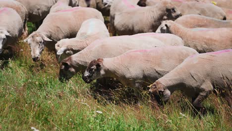 Herd-of-shaved-sheep-grazing-fresh-tall-summer-grass-in-countryside