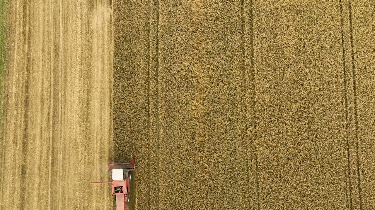 vista aérea de una cosechadora combinada roja trabajando a través de densos cultivos de trigo, creando filas perfectas