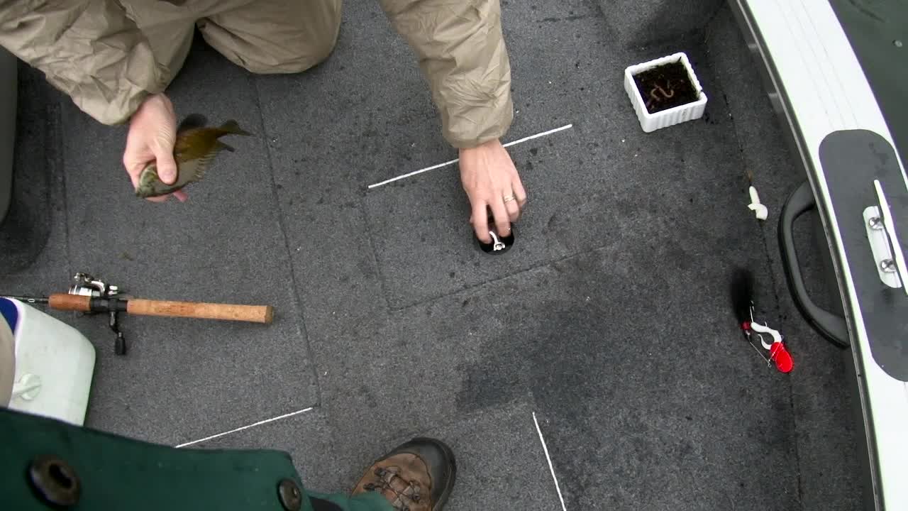 Fisherman Puts Caught Fish Into Livewell In Boat