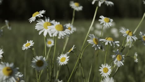 a field of daisies