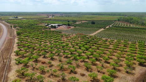 vista aérea de un avión no tripulado de una gran granja de mango y fruta del dragón, con árboles y cultivos esparcidos por los campos, desciende y orbita