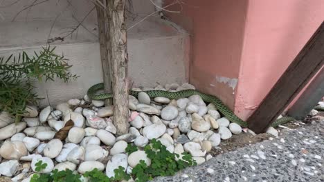 a snake moves stealthily among white garden stones.