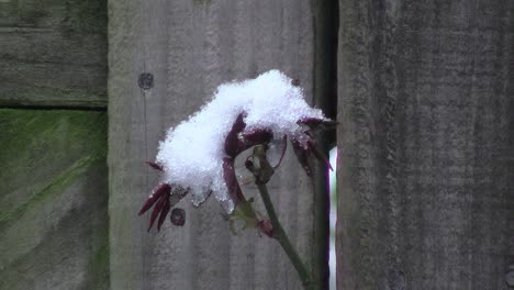 Der-Beginn-Des-Frühlings-Wurde-Im-März-In-England-Durch-Einen-Ungewöhnlichen-Schneesturm-Verzögert