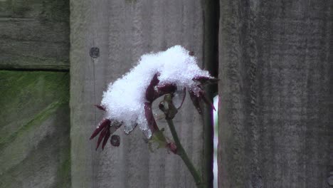 el comienzo de la primavera retrasado por una tormenta de nieve fuera de temporada en inglaterra durante el mes de marzo