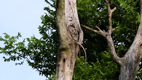 el lagarto monitor nublado se encuentra en tailandia y otros países de asia