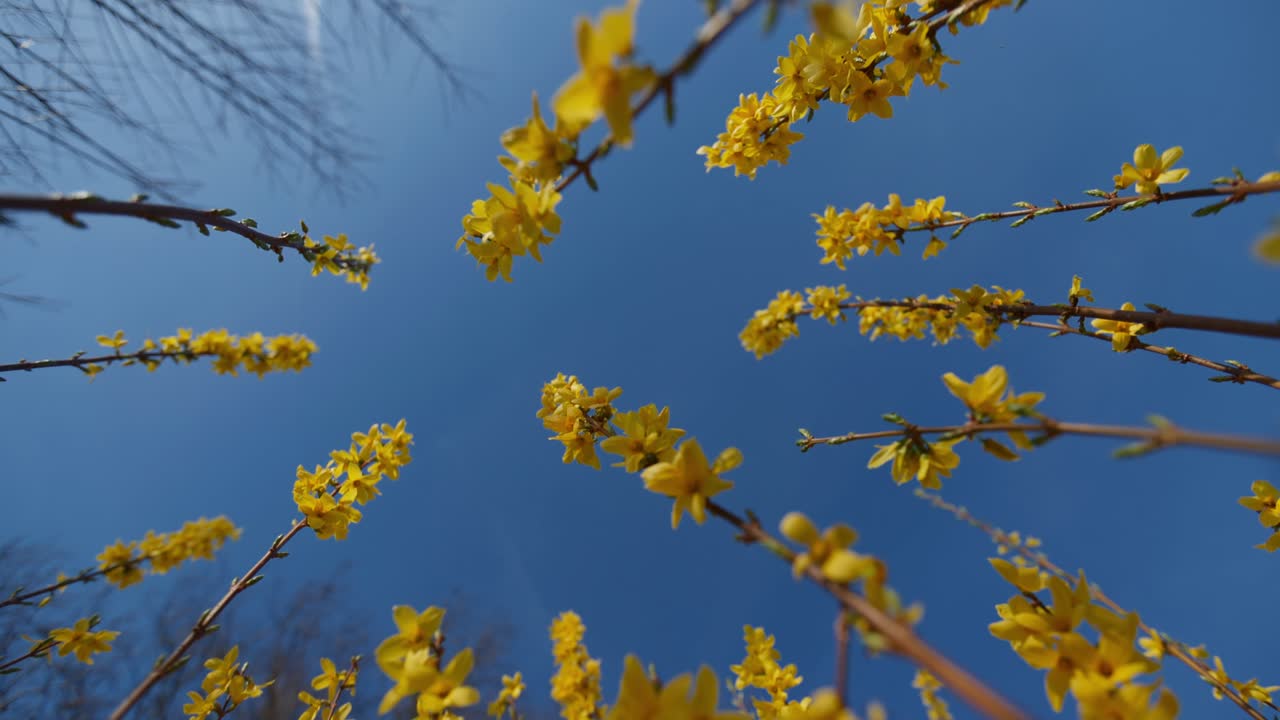Yellow Flowers Against a Blue Spring Sky