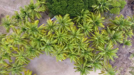 coconutes trees in awala yalimapo village guiana by drone