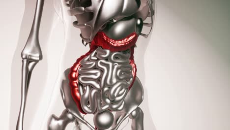 modelo de colon humano con todos los órganos