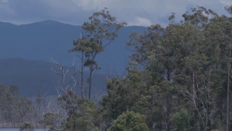 Kühle-Brise-Weht-Durch-Die-Bäume-Des-Hinze-Staudamms-In-Queensland,-Australien---Pfanne