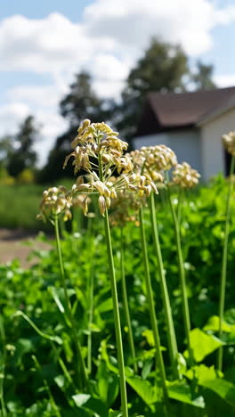 close-up of developing flower buds on a green plant in a garden