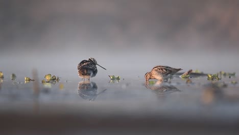 common snipe in the search for food in the shallow water, gallinago gallinago