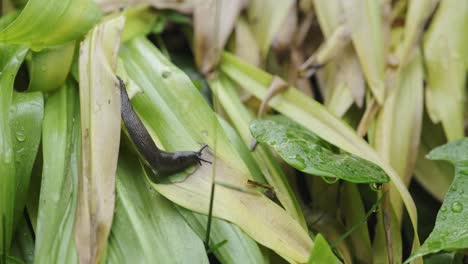 Snail-or-slug-creeping-over-wet-green-with-big-water-drops-on-the-plant-leaves-while-foraging-for-food-in-close-up