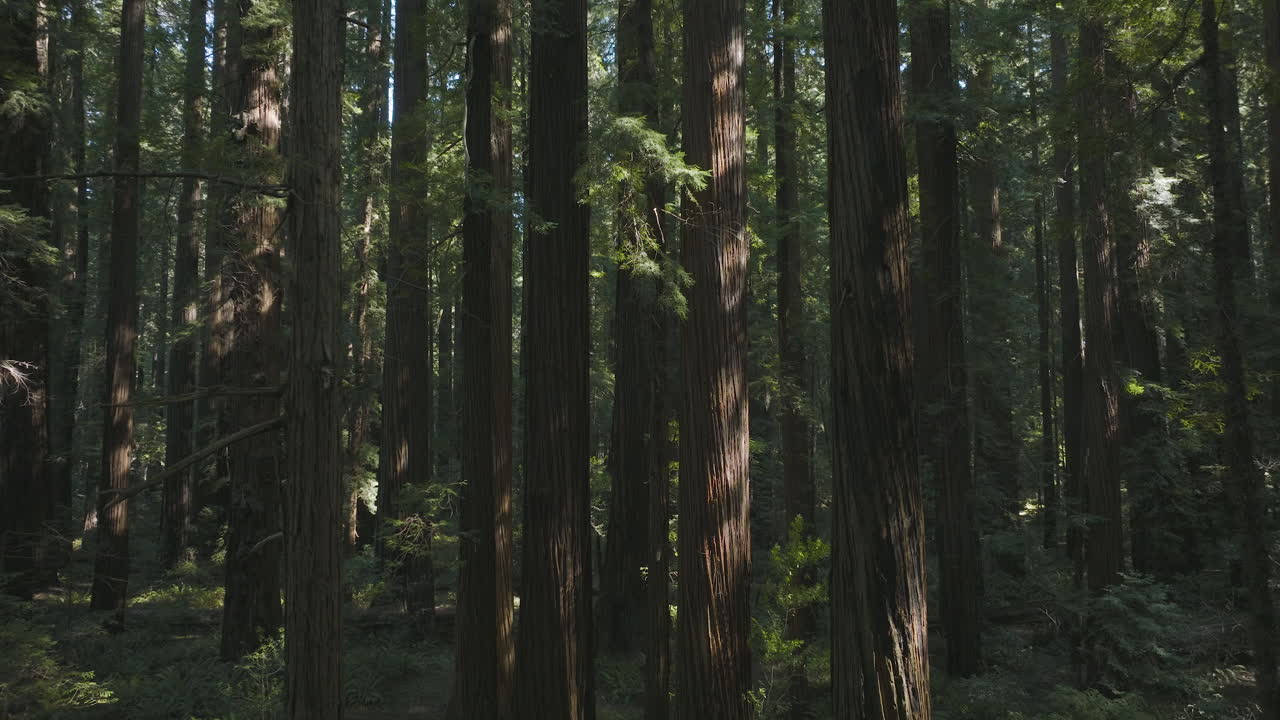 Ripresa in elevazione che si innalza lungo i tronchi di maestosi Cedri Redwood, luogo delle riprese de Il Ritorno dello Jedi.