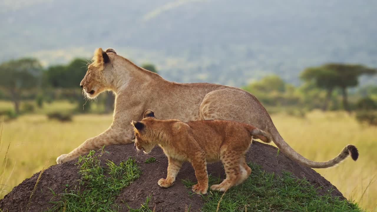 jong leeuw speelt met leeuwin moeder in masai mara, kenia, afrika, grappige jonge jonge leeuwen in masai mara, spelen vechten op termietenheuvel, afrikaanse wild safari dieren