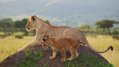 cute lion cub playing with lioness mother in maasai mara, kenya, africa, funny young baby lions in masai mara, play fighting on termite mound, african wildlife safari animals