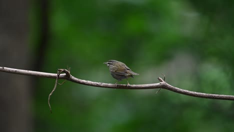 Pale-legged-Leaf-Warbler-Phylloscopus-tenellipes-seen-from-behind-while-perched-on-a-vine-as-it-shakes-and-preens-itself-after-a-short-bath,-Chonburi,-Thailand