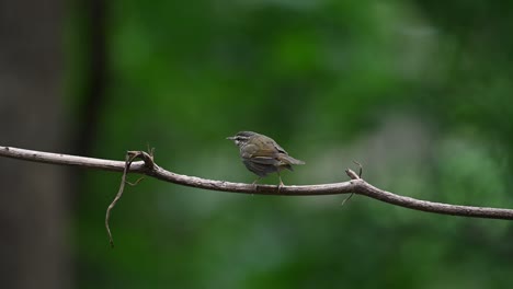 pale-legged leaf warbler phylloscopus tenellipes seen from behind while perched on a vine as it shakes and preens itself after a short bath, chonburi, thailand