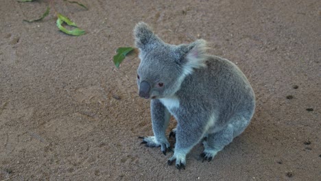 A-cute-koala-with-fluffy-grey-fur,-sitting-on-the-ground-and-curiously-wondering-around-the-surroundings,-close-up-shot