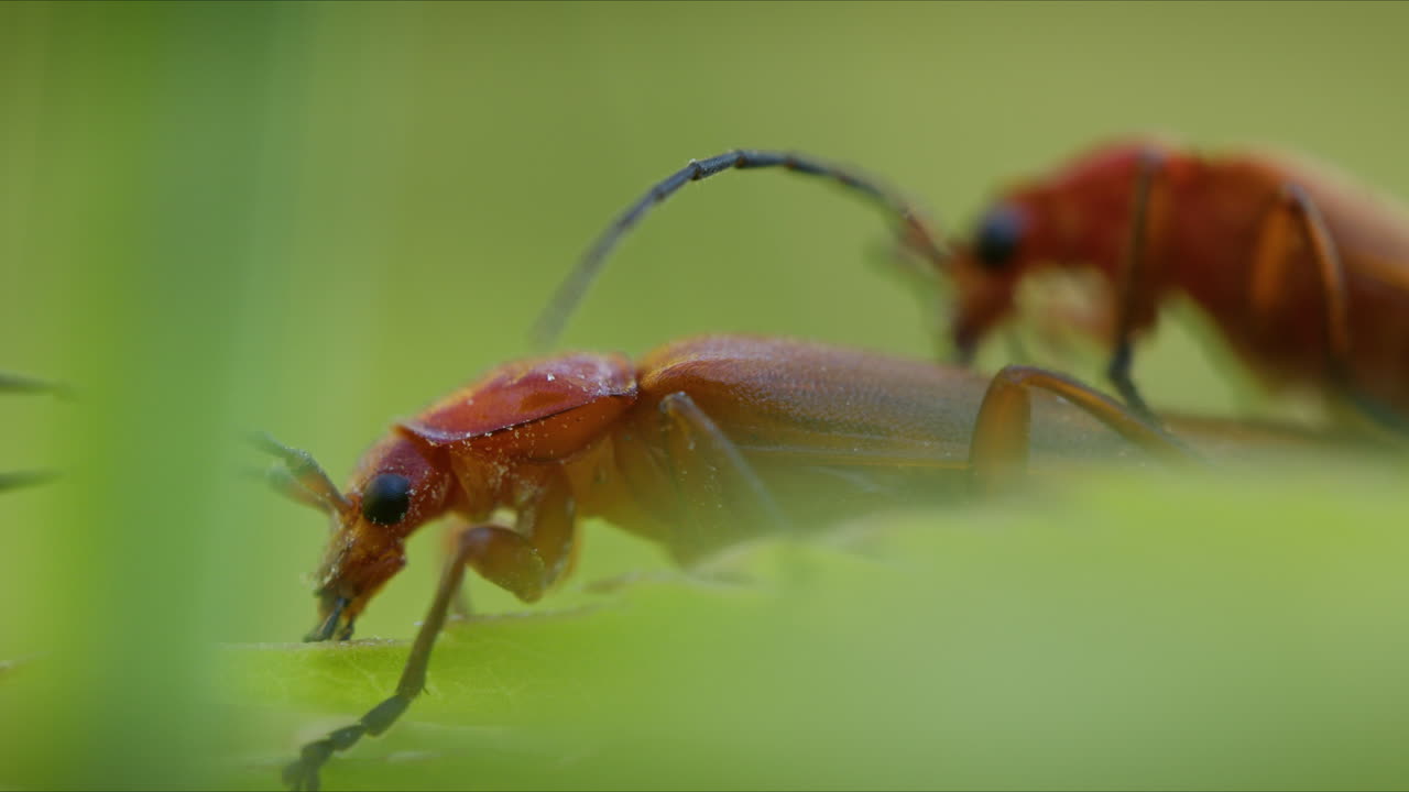 el apareamiento de los escarabajos soldados rojos comunes