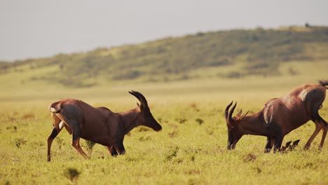 Slow-Motion-of-Topi-Fighting-in-Fight,-African-Wildlife-Animals-in-Territorial-Animal-Behaviour,-Amazing-Behavior-Protecting-Territory-in-Maasai-Mara-National-Reserve,-Kenya,-Africa