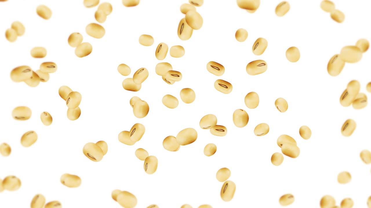 Flying many soybeans on white background. Light brown grains. Soya bean and soja. Healthy food. 3D loop animation of soy beans rotating.