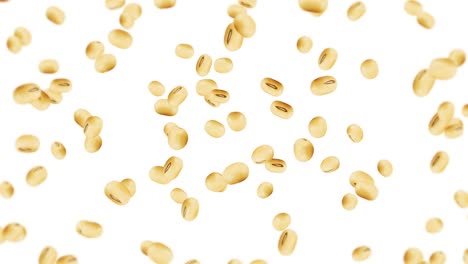 flying many soybeans on white background. light brown grains. soya bean and soja. healthy food. 3d loop animation of soy beans rotating.