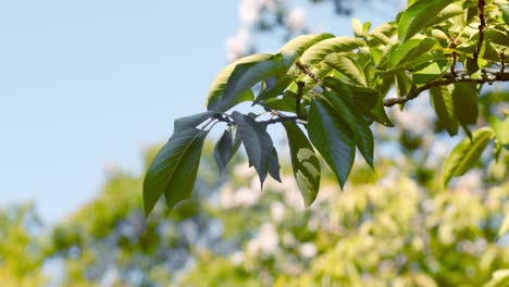 Slide-shot-of-leaves-shaking-in-the-wind-in-Kyoto,-Japan-4K-slow-motion