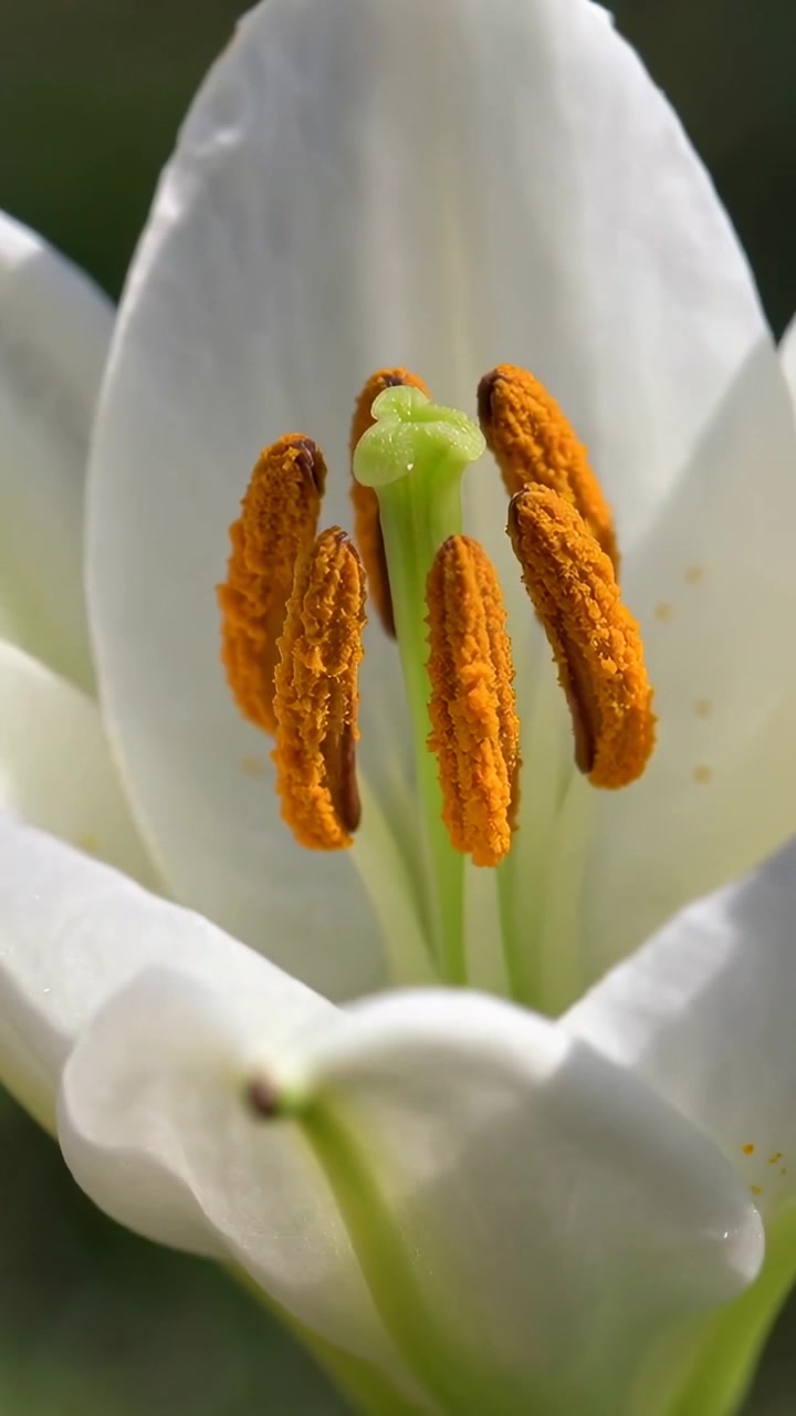 Video verticale: Telecamera che si avvicina a un giglio bianco in giardino, mostrando antere arancioni e stigma verde.