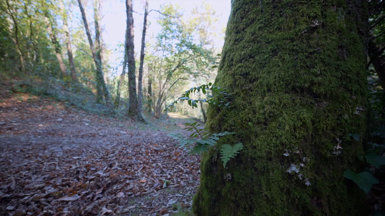 detrás del árbol muestra el camino al bosque.