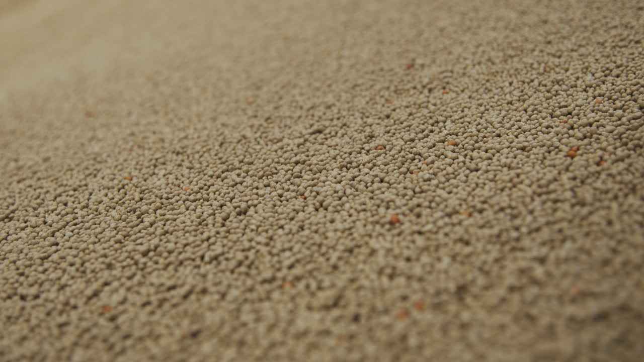 콩 어리 의 클로즈업