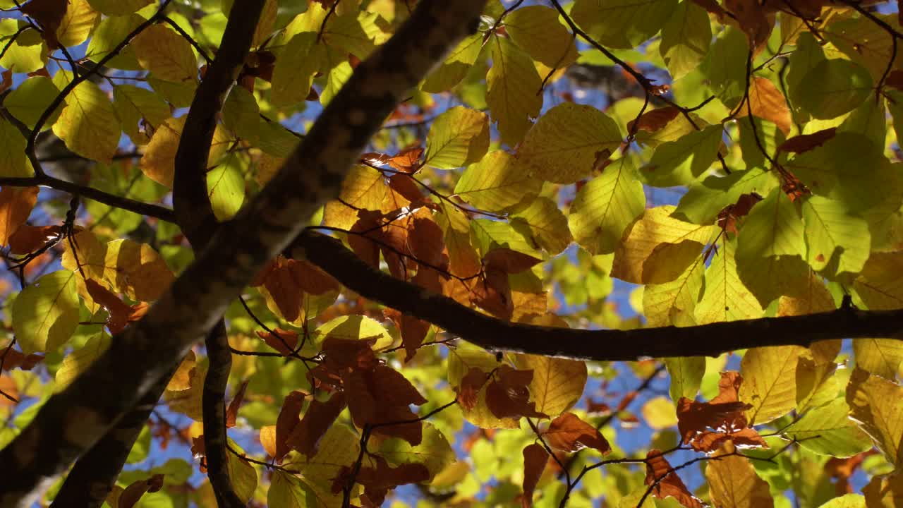 hojas amarillas y textura de ramas de árboles en otoño, toma estática del fondo colorido